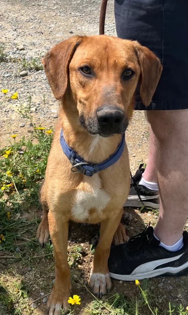 Max, male mixed breed for adoption at Saving Souls Animal Rescue
