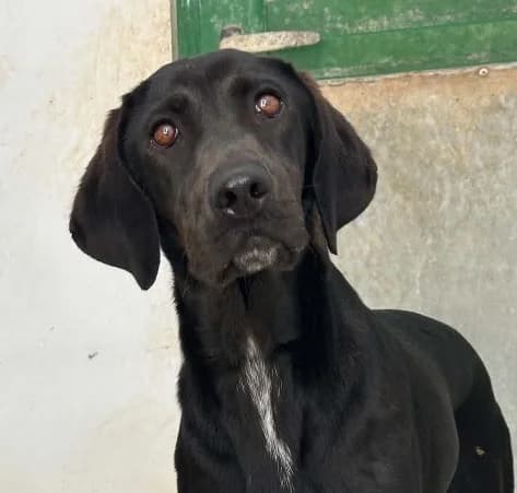 Rose, female German Shorthaired Pointer for adoption at Saving Souls Animal Rescue