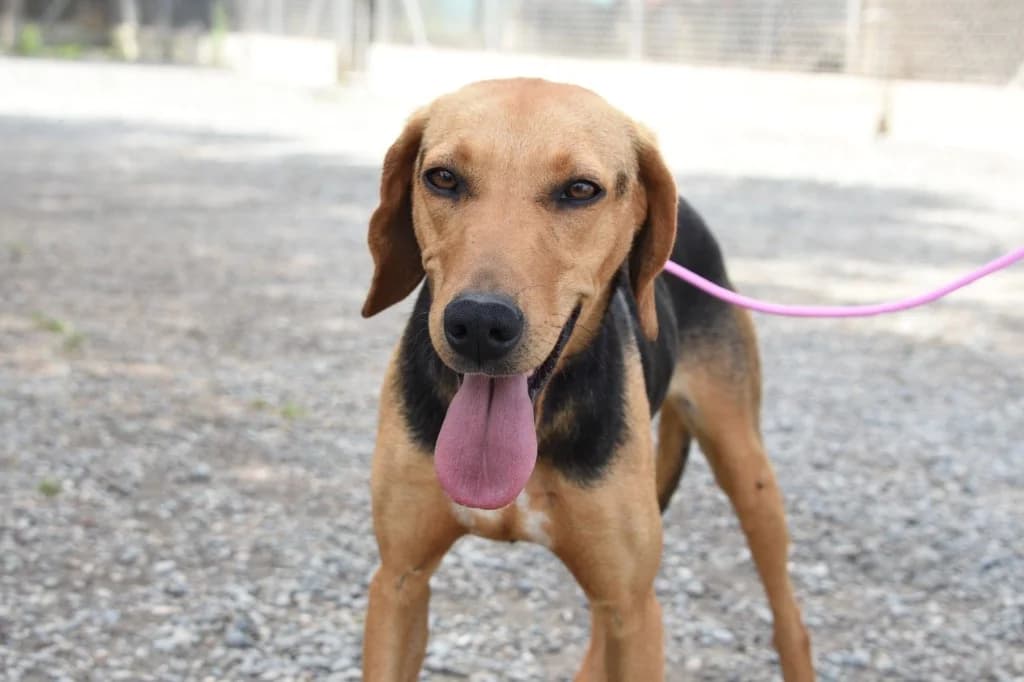 Lola, female mixed breed for adoption at Saving Souls Animal Rescue