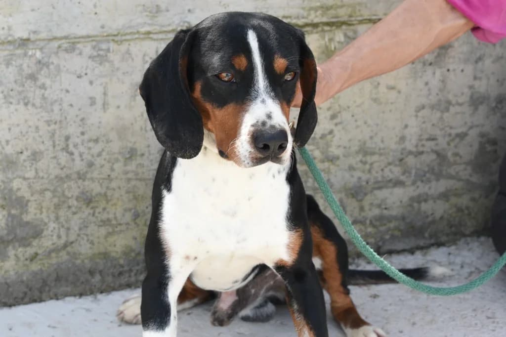 Bolt (now Bingo), male mixed breed for adoption at Saving Souls Animal Rescue