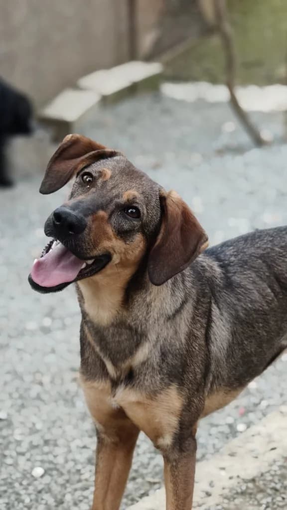 LUNA, female mixed breed for adoption at Saving Souls Animal Rescue