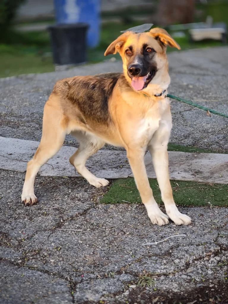 Linda, female mixed breed for adoption at Saving Souls Animal Rescue