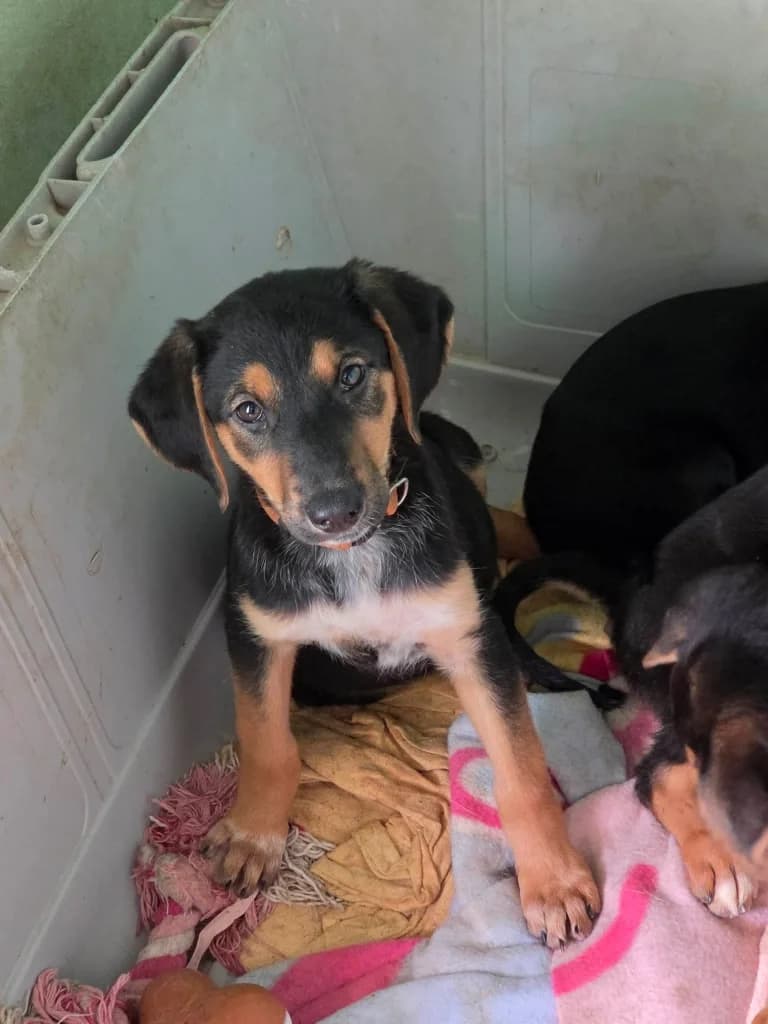 Jupiter, female mixed breed for adoption at Saving Souls Animal Rescue
