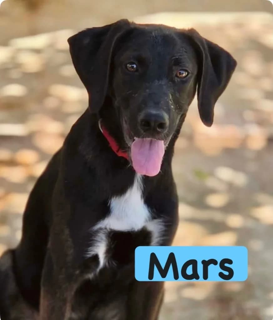 Mars, male mixed breed for adoption at Saving Souls Animal Rescue