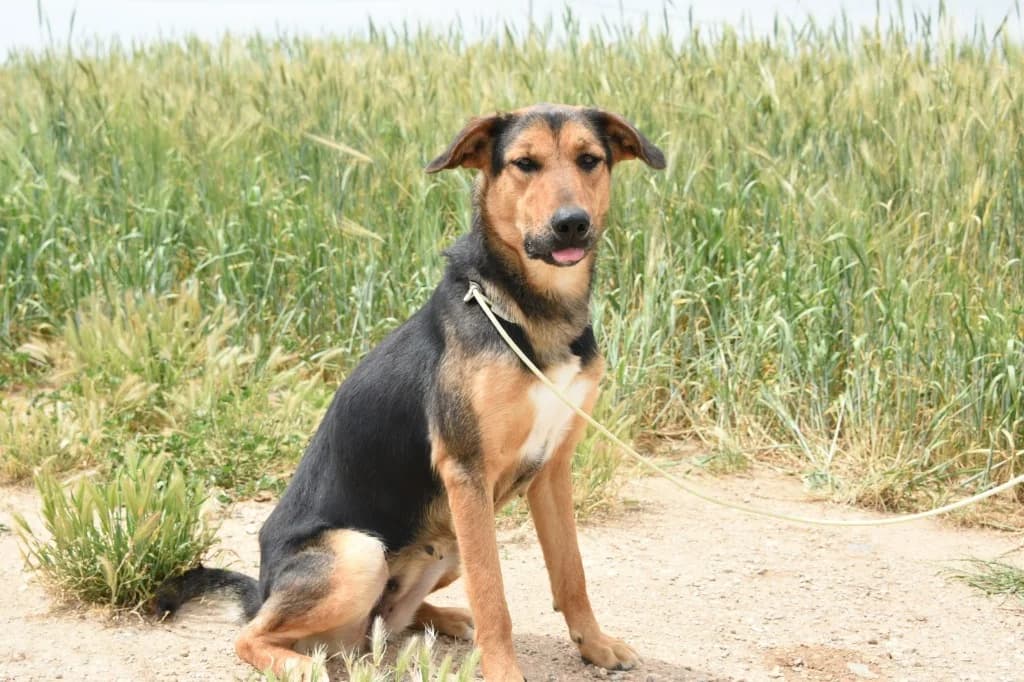 Dida, female mixed breed for adoption at Saving Souls Animal Rescue