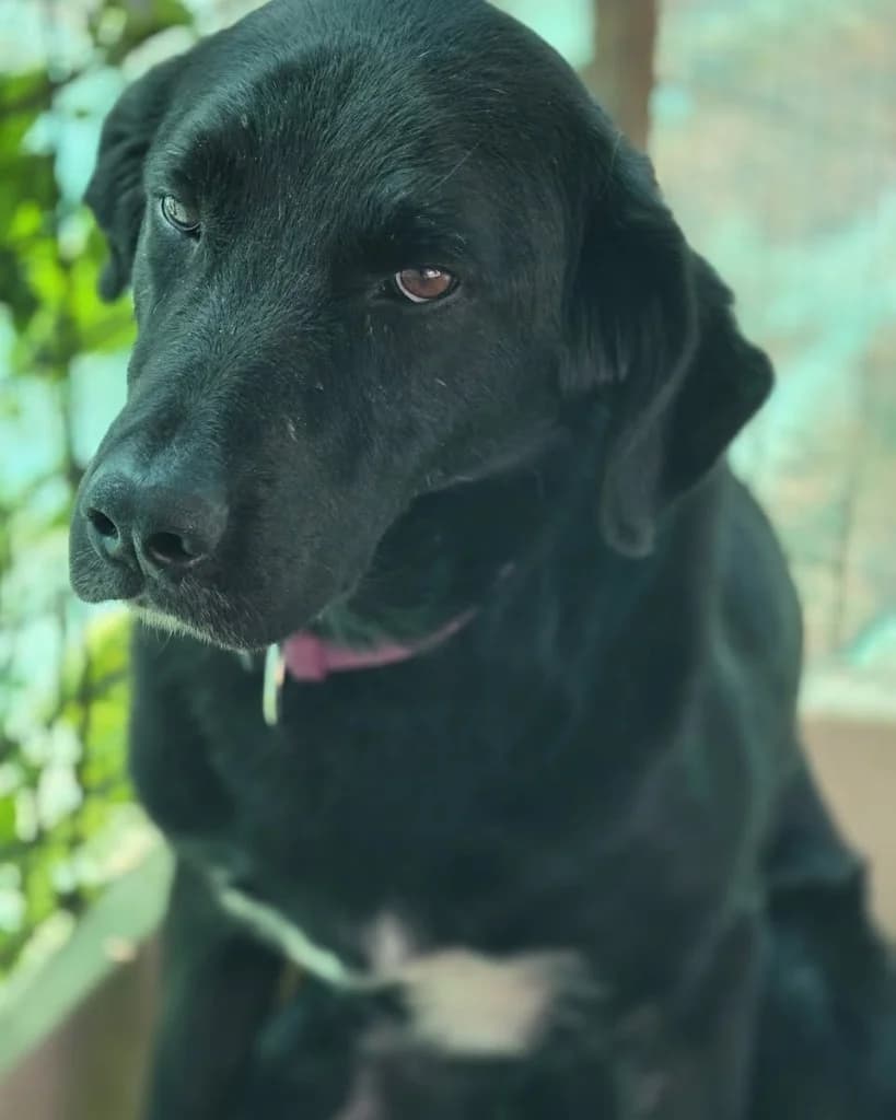 Orion, male mixed breed for adoption at Saving Souls Animal Rescue