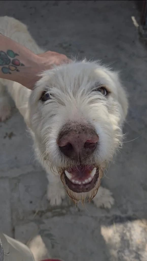 Rosie, female mixed breed for adoption at Saving Souls Animal Rescue