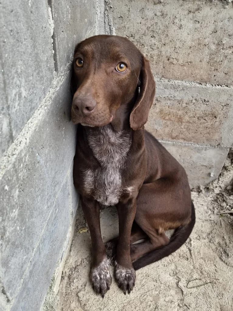 Lexi, female Pointer for adoption at Saving Souls Animal Rescue