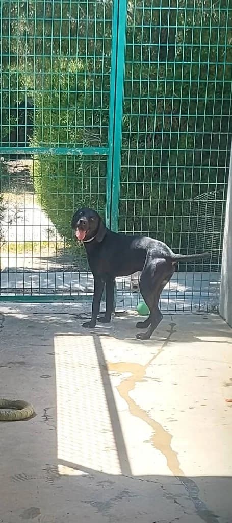 Marvel, male mixed breed for adoption at Saving Souls Animal Rescue