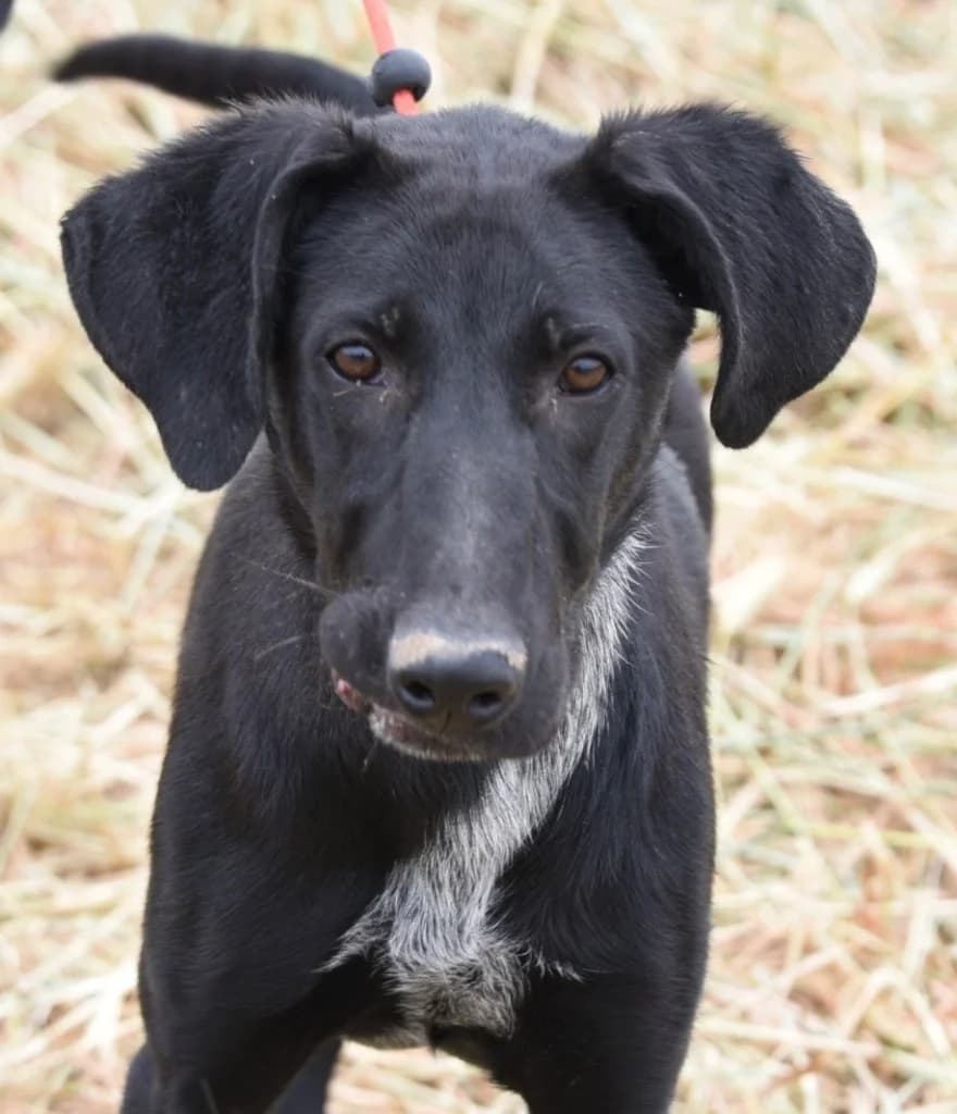 Peter, male mixed breed for adoption at Saving Souls Animal Rescue