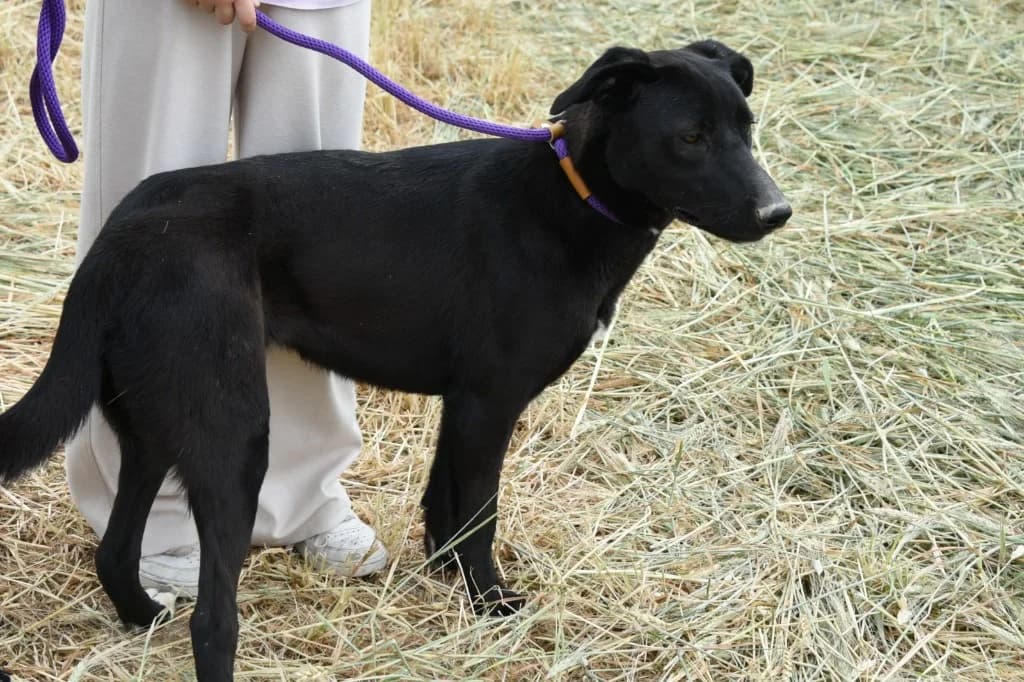 Nieves (Sadie), female mixed breed for adoption at Saving Souls Animal Rescue
