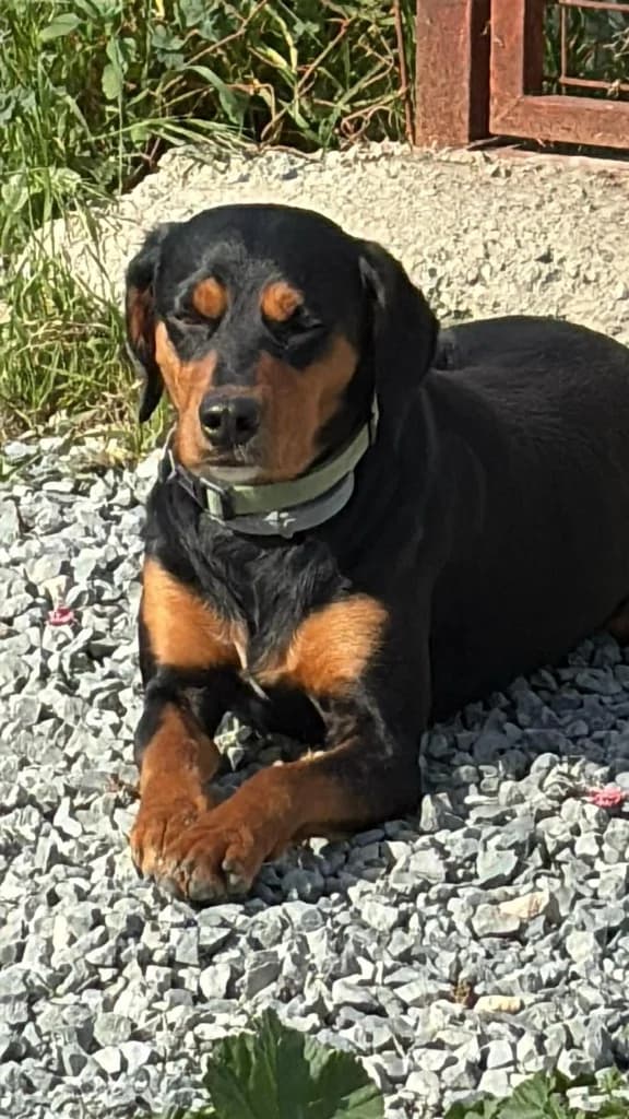 Poppy, female mixed breed for adoption at Saving Souls Animal Rescue