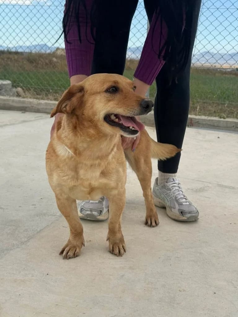 Amber, female mixed breed for adoption at Saving Souls Animal Rescue