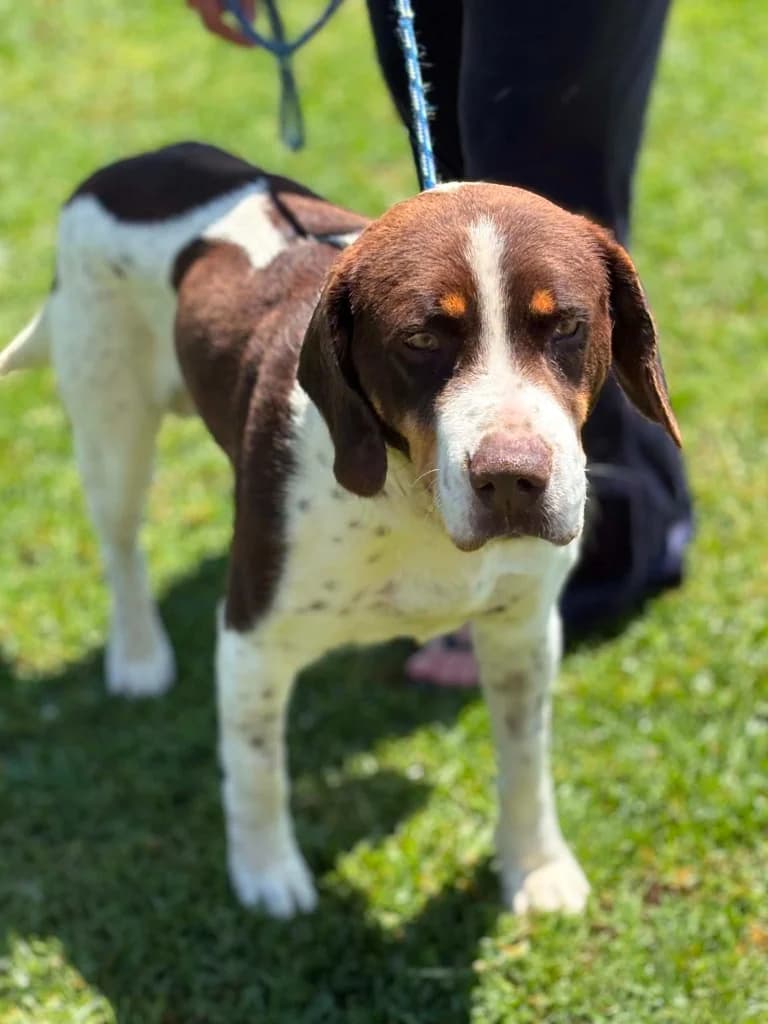 PARIS, male mixed breed for adoption at Saving Souls Animal Rescue