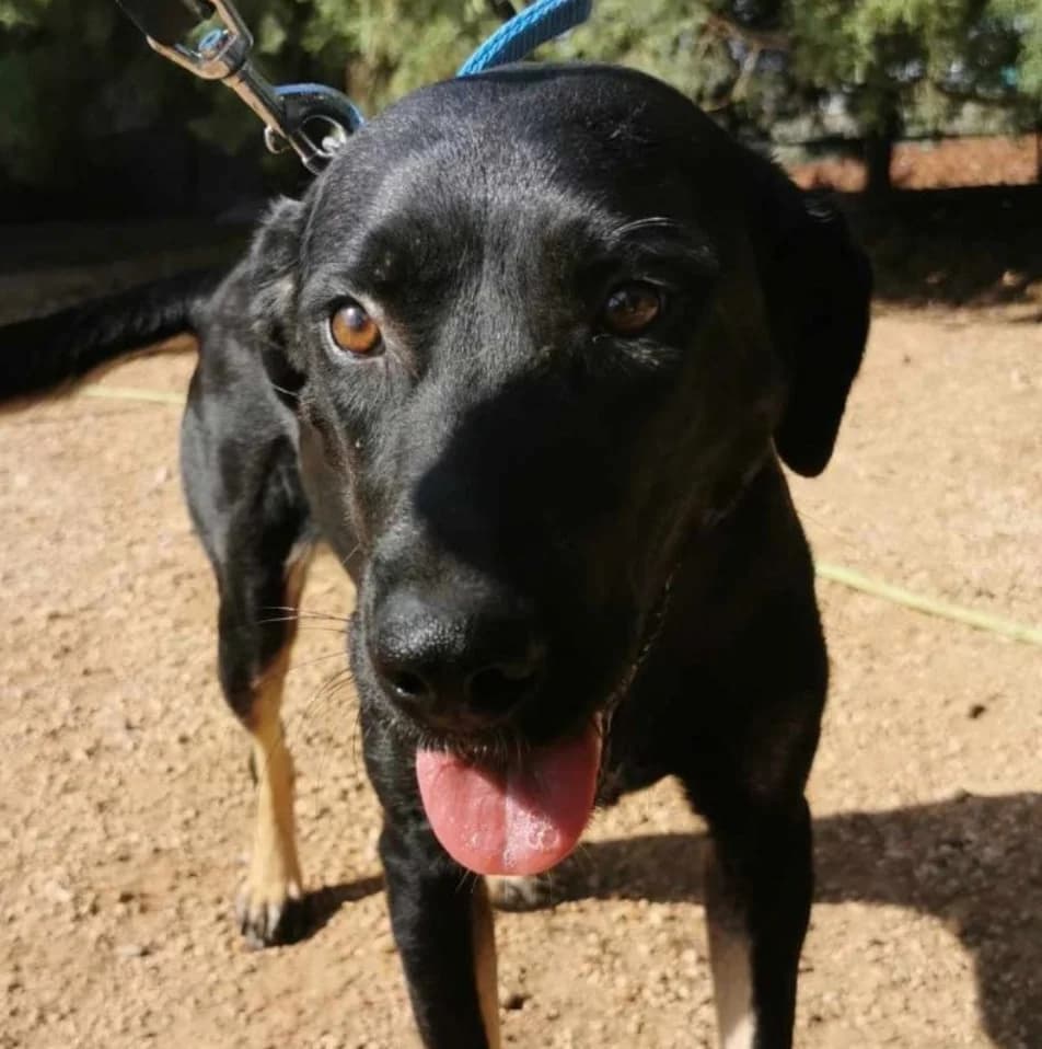 Klara, female mixed breed for adoption at Saving Souls Animal Rescue