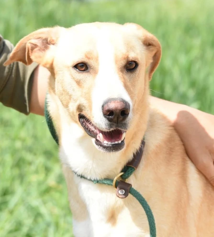 Claire, female mixed breed for adoption at Saving Souls Animal Rescue