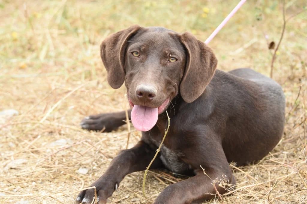 Buffy, female mixed breed for adoption at Saving Souls Animal Rescue