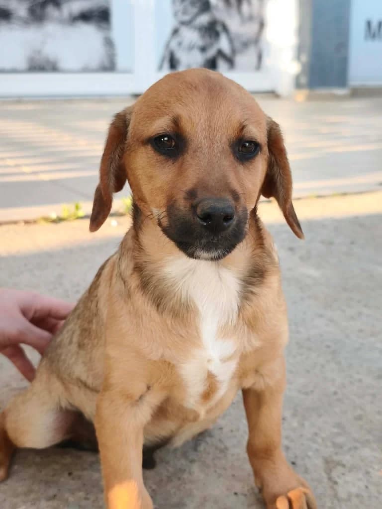 Jeno, male mixed breed for adoption at Saving Souls Animal Rescue