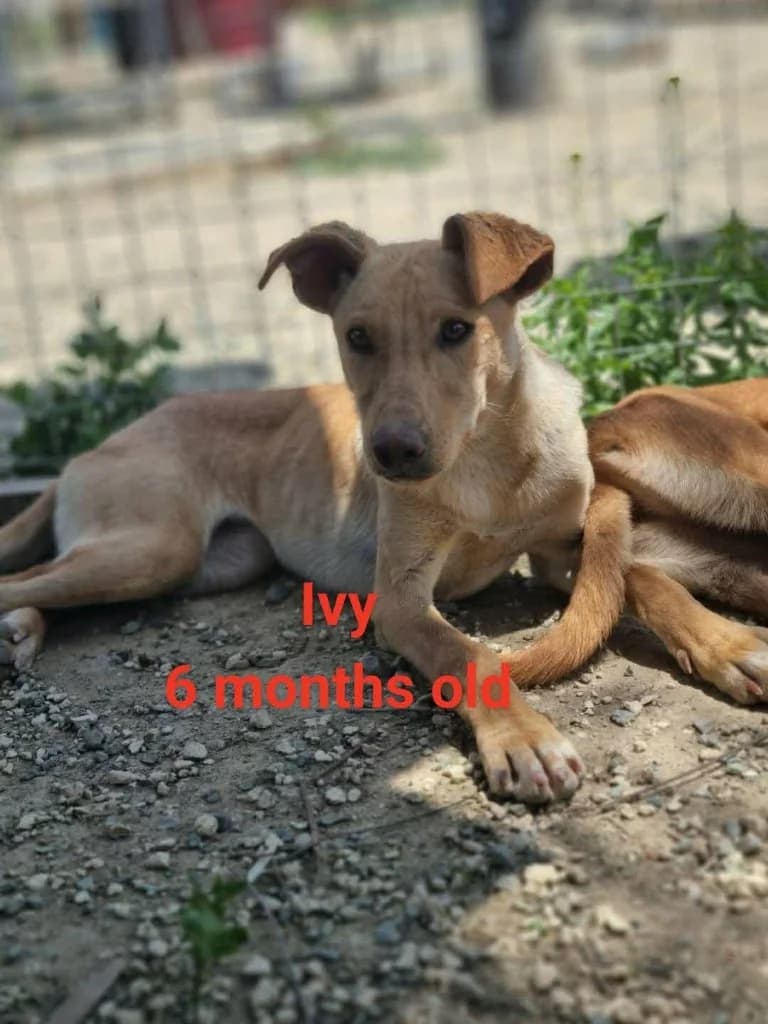 Ivy beige, female mixed breed for adoption at Saving Souls Animal Rescue