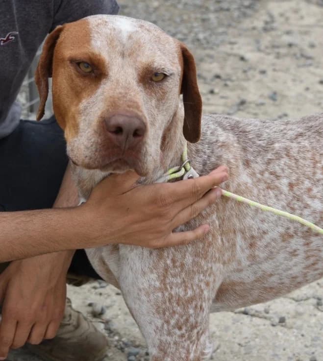 Brock, male mixed breed for adoption at Saving Souls Animal Rescue