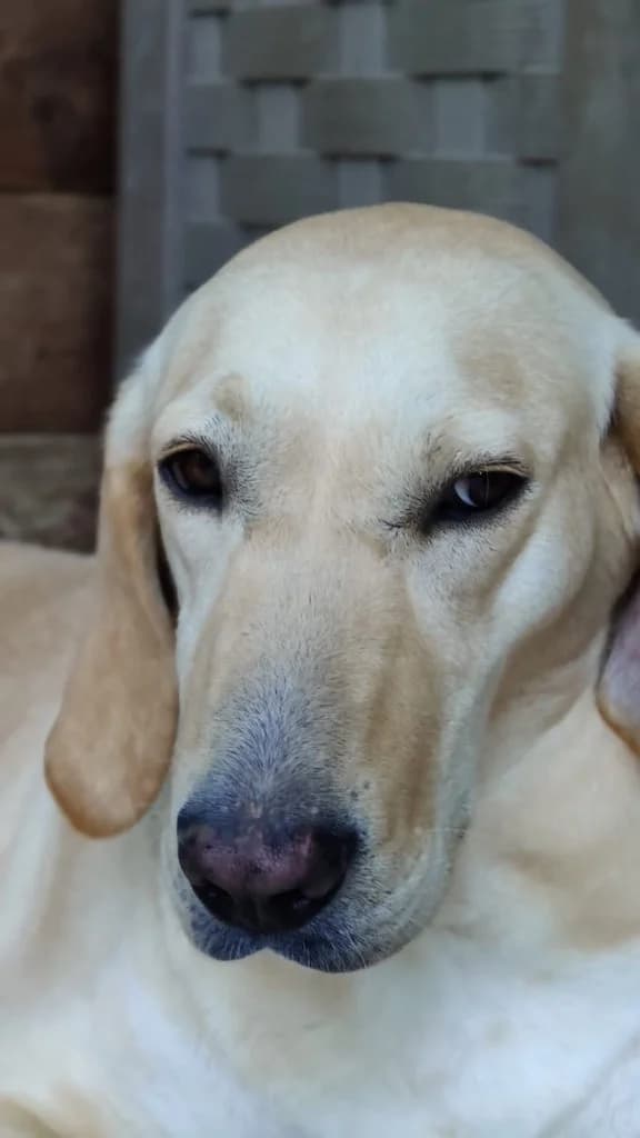 ANGEL, female mixed breed for adoption at Saving Souls Animal Rescue