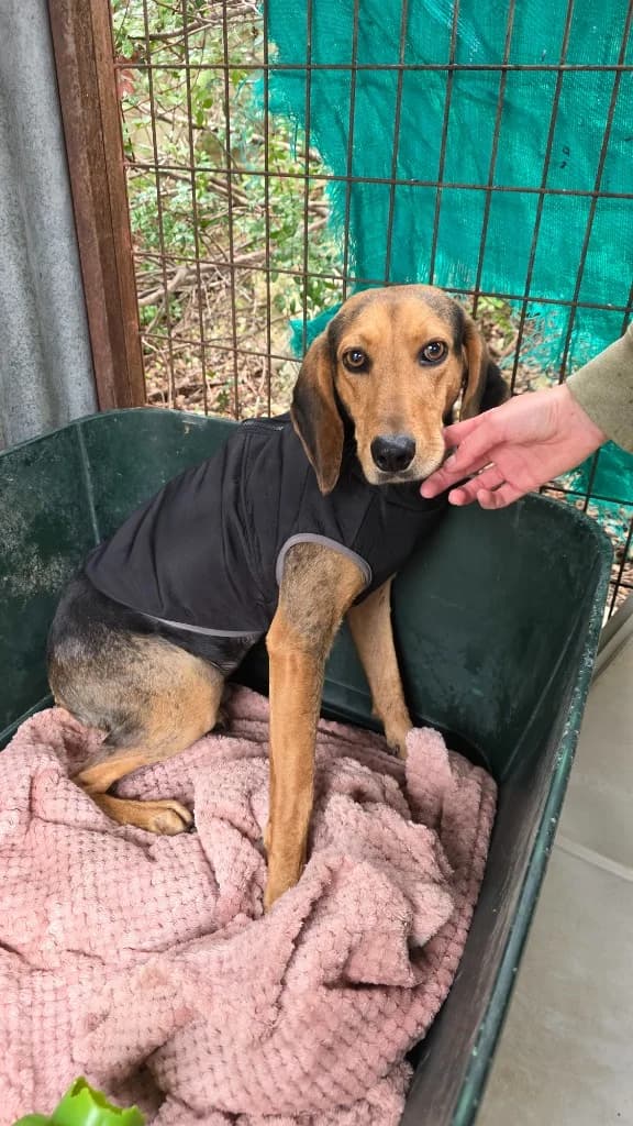 Argo, male mixed breed for adoption at Saving Souls Animal Rescue