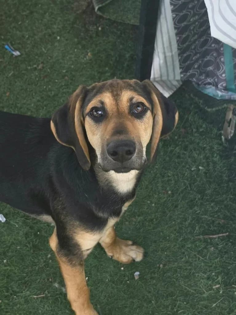 Clark, male mixed breed for adoption at Saving Souls Animal Rescue