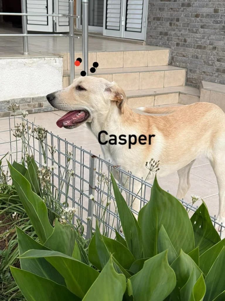 Casper, male mixed breed for adoption at Saving Souls Animal Rescue