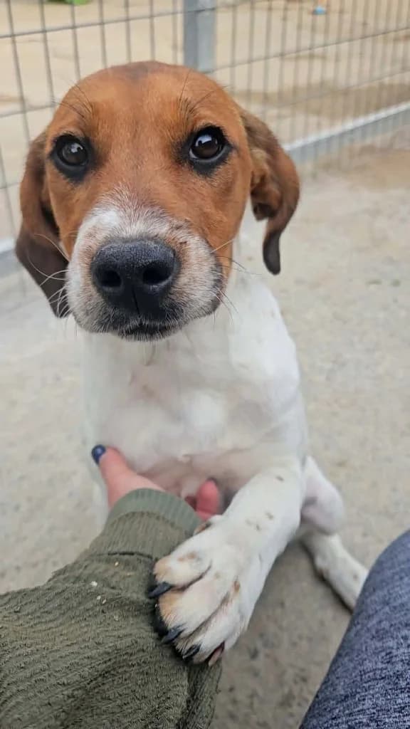 Malcolm, male mixed breed for adoption at Saving Souls Animal Rescue