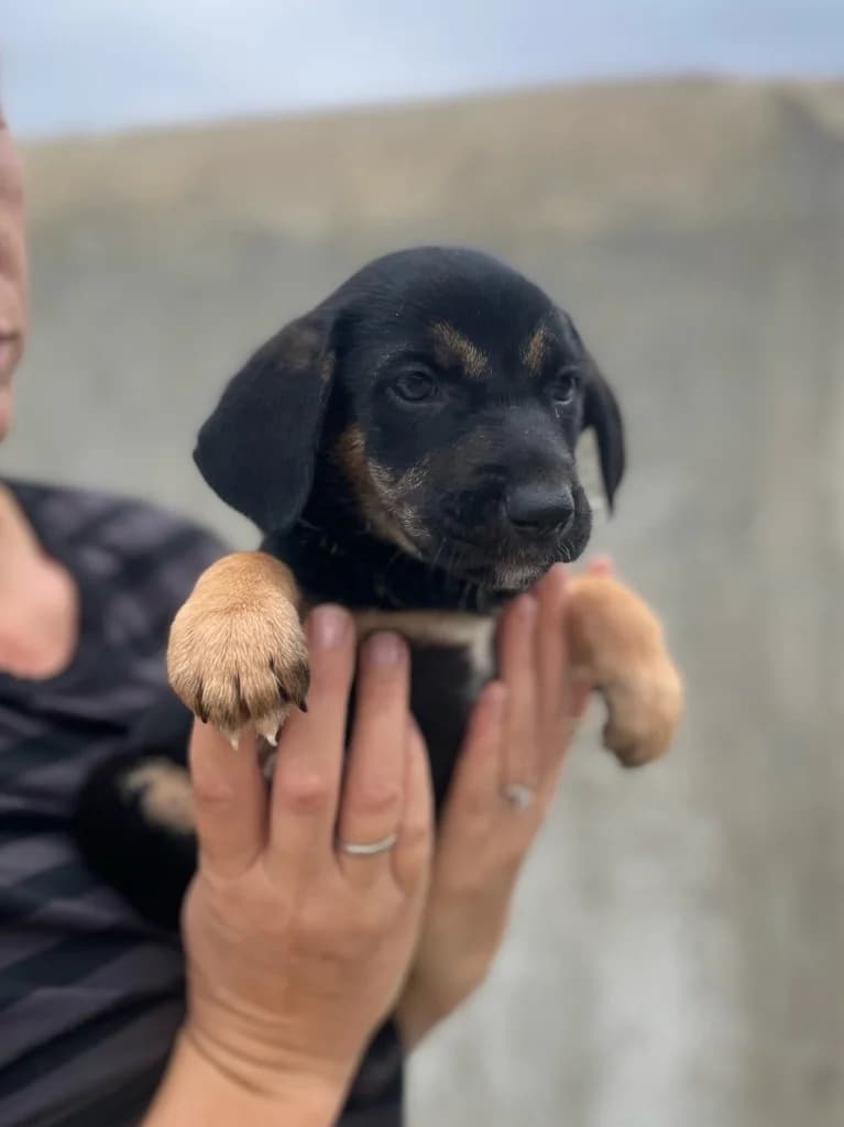 Kiara, female mixed breed for adoption at Saving Souls Animal Rescue