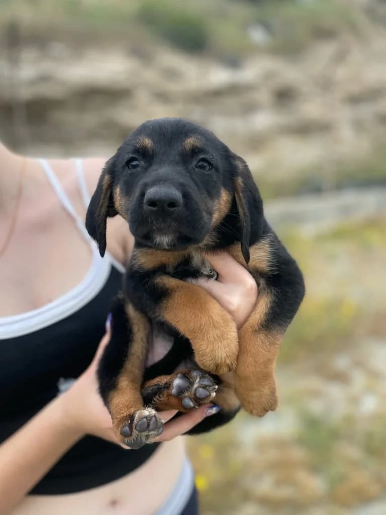 Sarabi, female mixed breed for adoption at Saving Souls Animal Rescue
