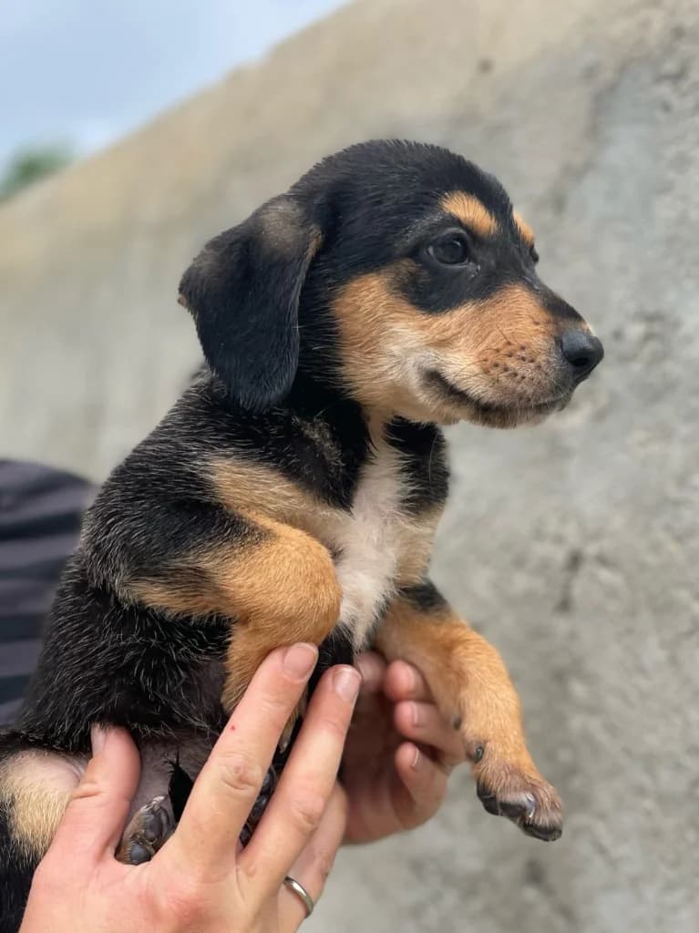 Zazu, male mixed breed for adoption at Saving Souls Animal Rescue