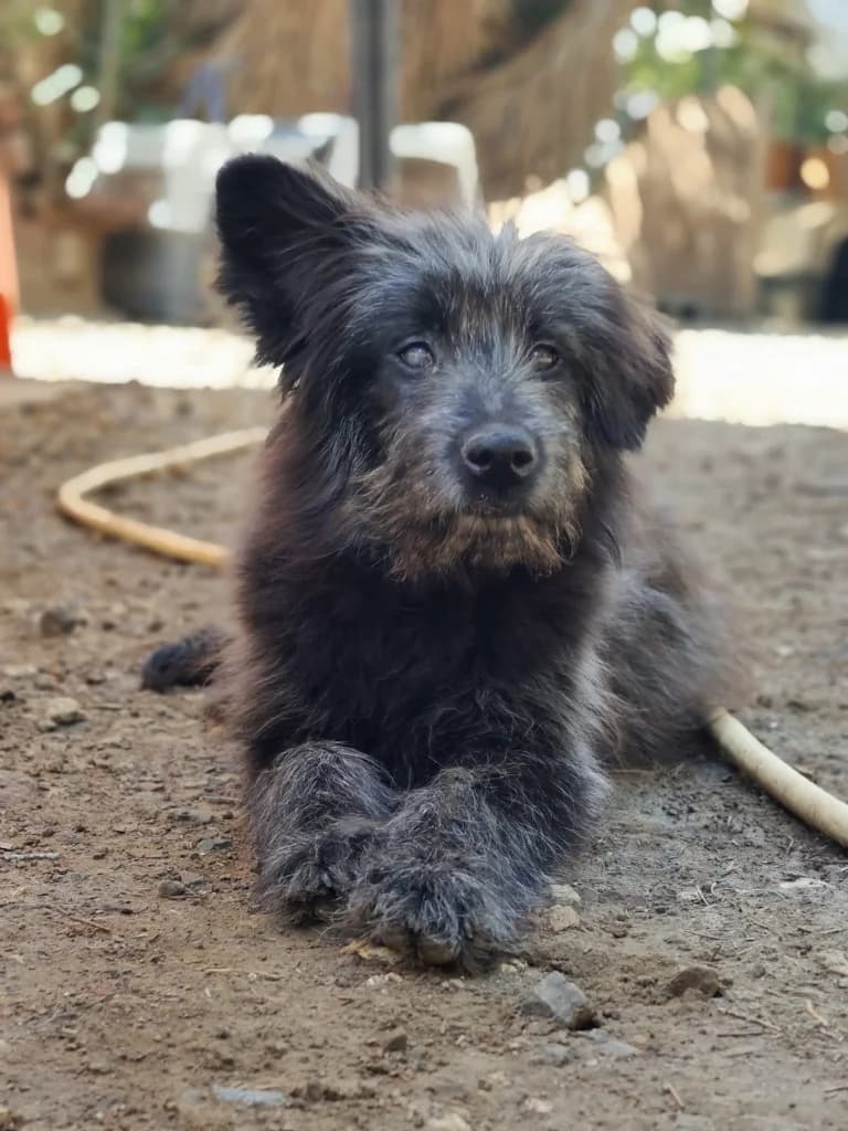 MOUSE, male mixed breed for adoption at Saving Souls Animal Rescue