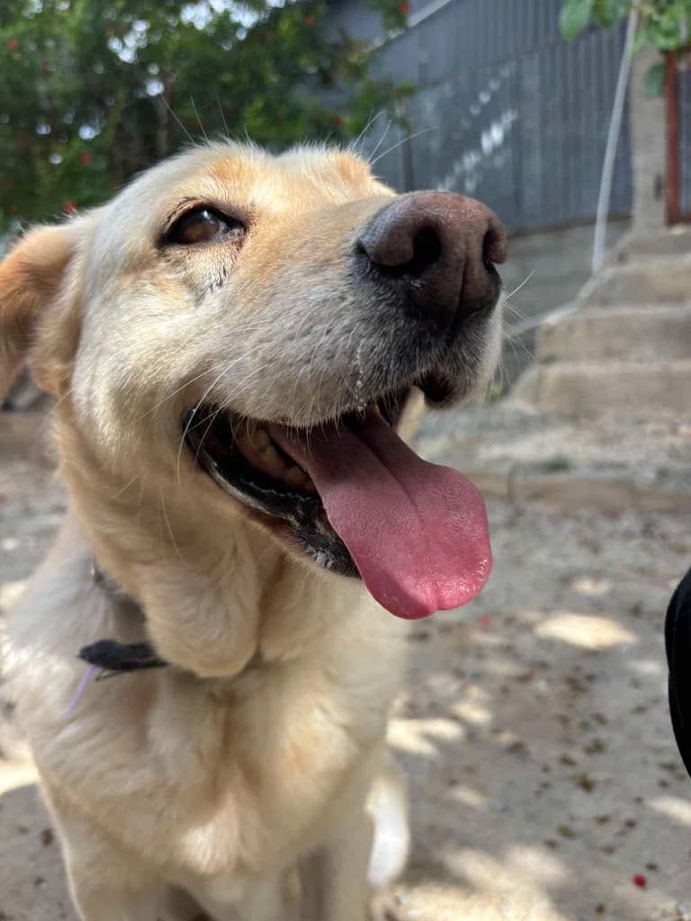 sonic, male Labrador Retriever for adoption at Saving Souls Animal Rescue