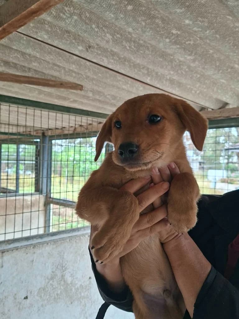 Albert, male mixed breed for adoption at Saving Souls Animal Rescue