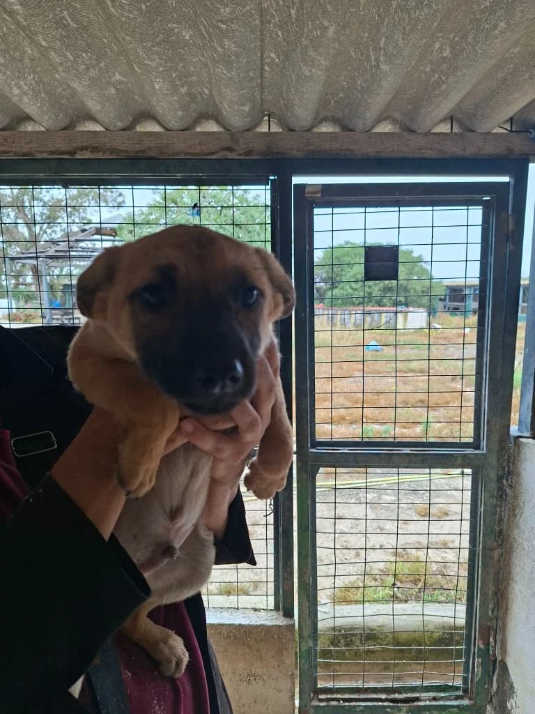 Brookie, male mixed breed for adoption at Saving Souls Animal Rescue