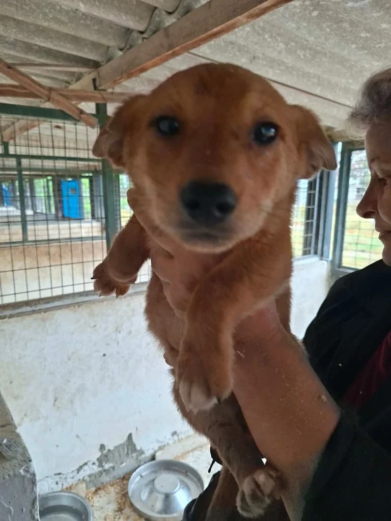 Lottie, female mixed breed for adoption at Saving Souls Animal Rescue