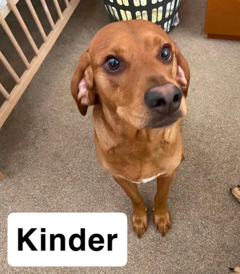 Kinder, male mixed breed for adoption at Saving Souls Animal Rescue