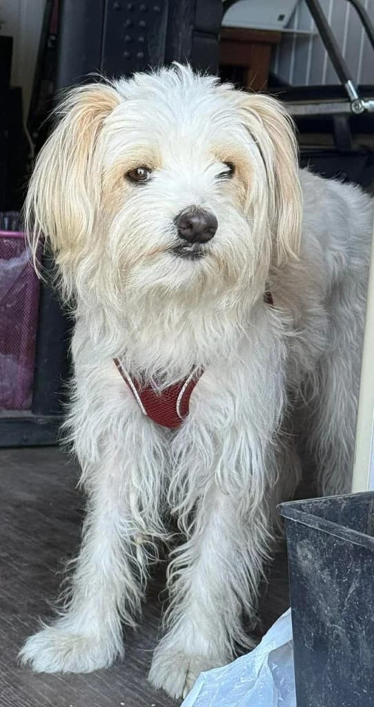 DAISY, female mixed breed for adoption at Saving Souls Animal Rescue