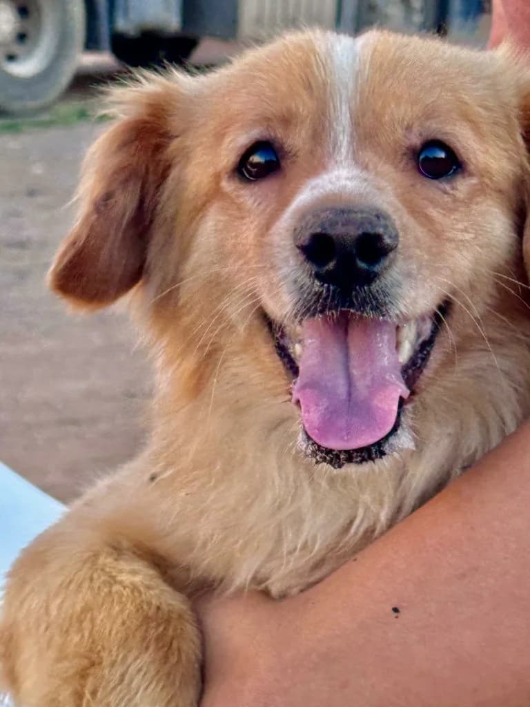 RUSTY, male mixed breed for adoption at Saving Souls Animal Rescue