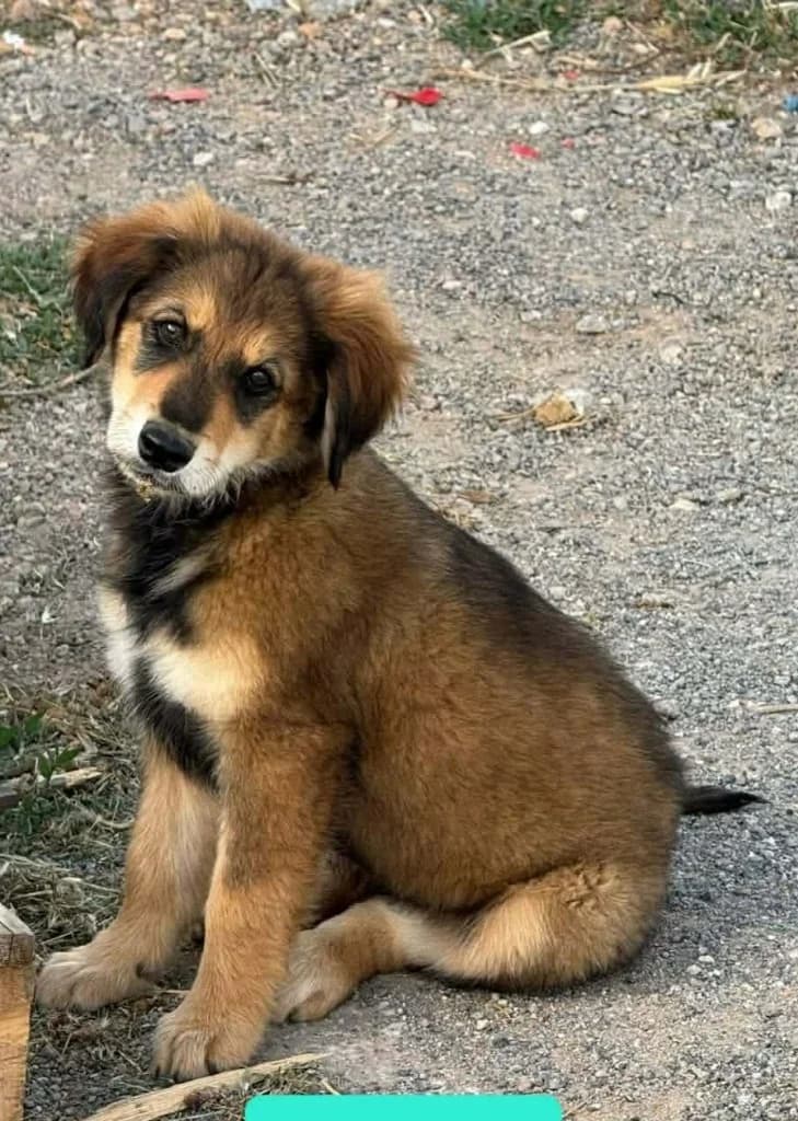 ALMOND, male mixed breed for adoption at Saving Souls Animal Rescue
