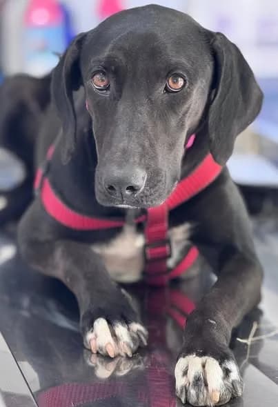 NAOMI, female Pointer for adoption at Saving Souls Animal Rescue