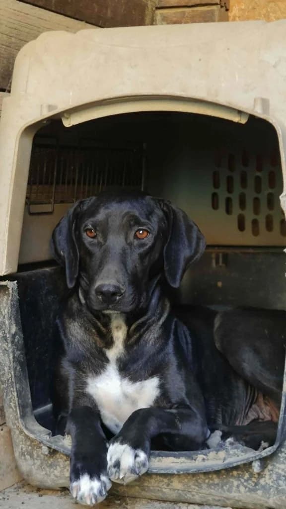 NAOMI, female Pointer for adoption at Saving Souls Animal Rescue
