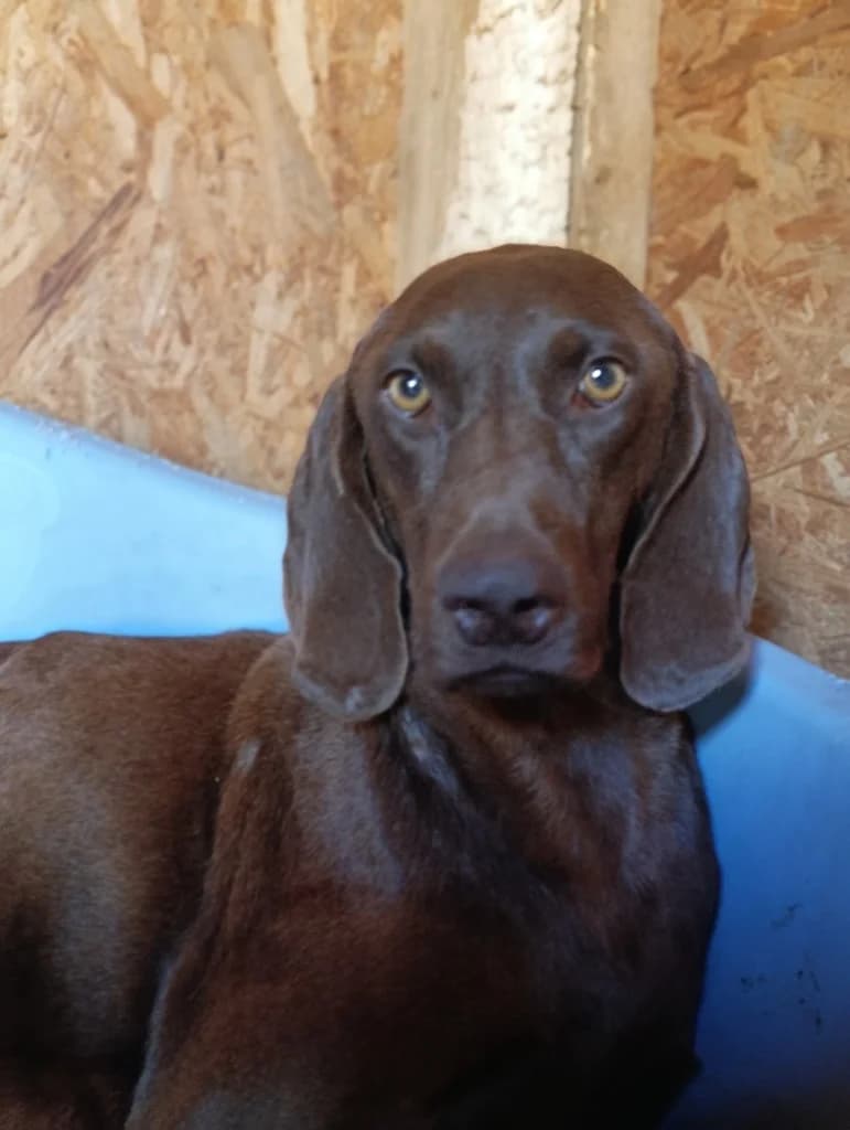 AMIRA, female German Shorthaired Pointer for adoption at Saving Souls Animal Rescue