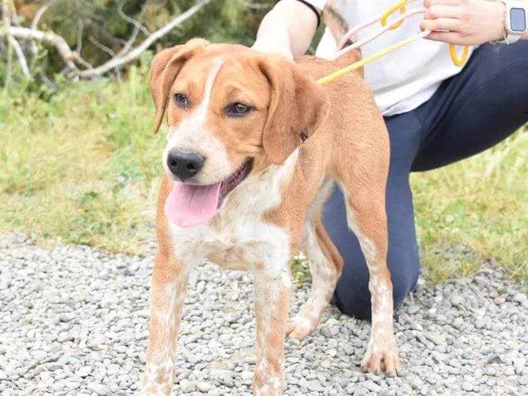 Claudia, female mixed breed for adoption at Saving Souls Animal Rescue