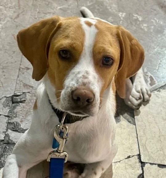 Chico, male mixed breed for adoption at Saving Souls Animal Rescue