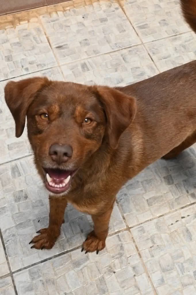 Roy brown, male mixed breed for adoption at Saving Souls Animal Rescue
