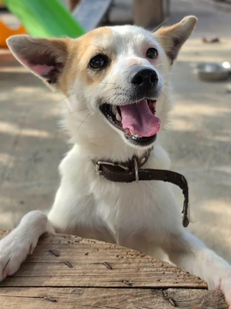 Spot, male mixed breed for adoption at Saving Souls Animal Rescue