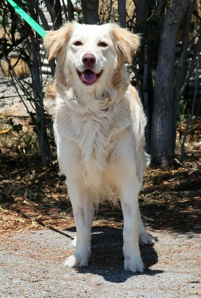 Lucy, female mixed breed for adoption at Saving Souls Animal Rescue