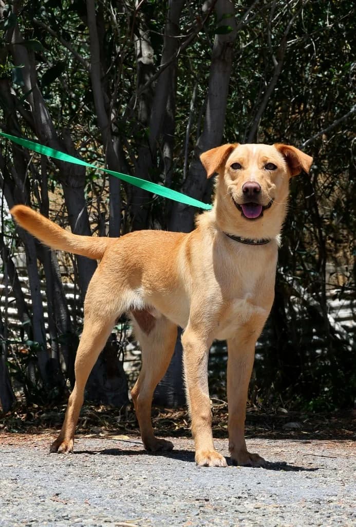 Pumba, male mixed breed for adoption at Saving Souls Animal Rescue
